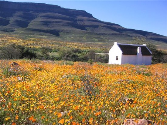 Cederberg South Africa Rooibos Farm Authentic Life Local off the beaten track stay accommodation culture flower season