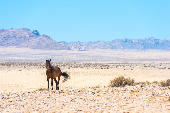 Enjoy Horse riding in Namibia with friends and family
