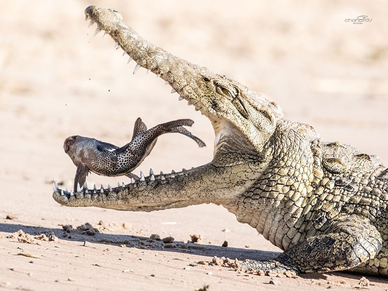 A photography safari in Botswana