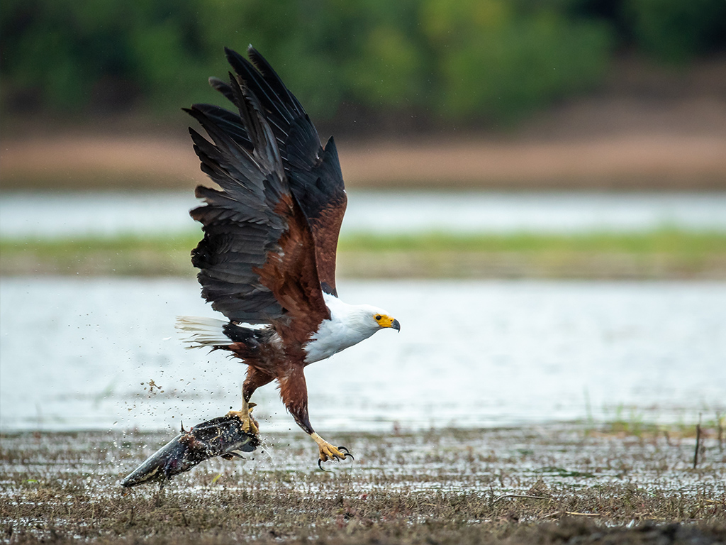 With 40% of the country being devoted to wildlife management, makes Botswana a true African story