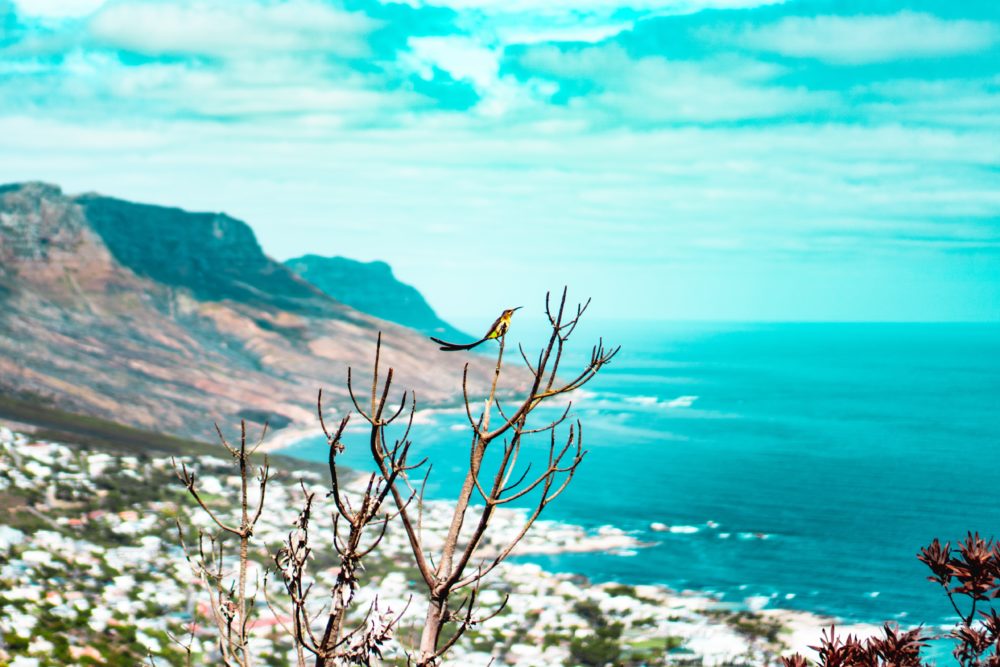 Enjoy Sea views and breath-taking mountains when visiting Cape Town