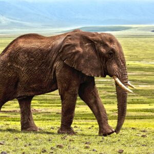A peaceful nature and wildlife park Addo Elephant Park is the perfect location to sit back take in the wildlife and clear your head