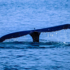 Hiking, cycling and whale watching are all included with a 2-night stay at De Hoop Nature Reserve
